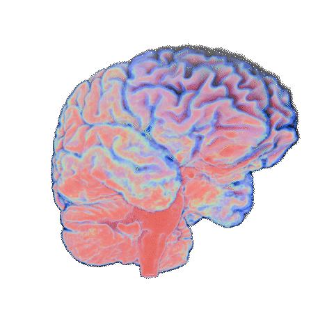 Neurovolume rotation render